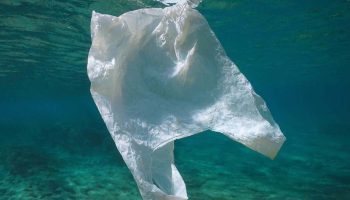 Naučnici smatraju da bi trebalo da prestanemo da čistimo plastiku iz okeana zbog ovog čudnog otkrića