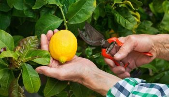 Kako i kada orezati limun da bi davao mnogo više plodova