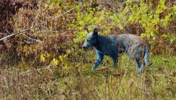 Od radijacije do evolucije. Šokantna istina o psima iz Černobilja koji više nisu genetski obični psi