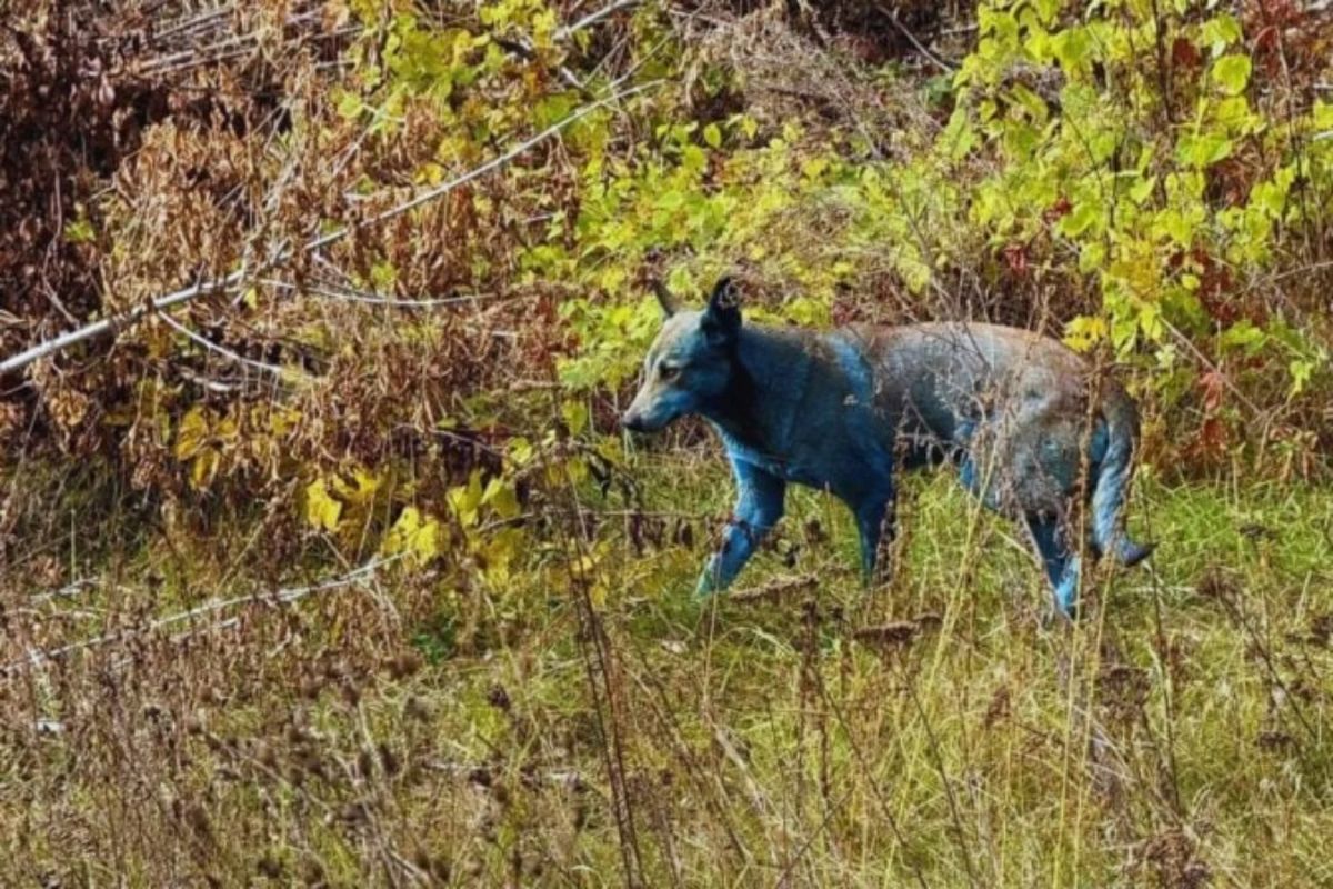Od radijacije do evolucije. Šokantna istina o psima iz Černobilja koji više nisu genetski obični psi