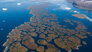 Putem satelita detektovano 8.000 'plutajućih tepiha' algi na Grenlandu koji su ključni za morske rezerve ugljenika