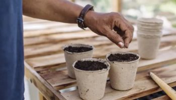Šta sada sejati u zatvorenom prostoru za najbolje letnje cveće i useve