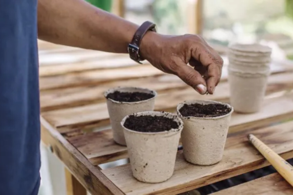 Šta sada sejati u zatvorenom prostoru za najbolje letnje cveće i useve
