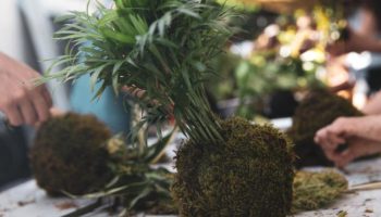 Ni saksija ni bonsaj: ovo je kokedama, drevna japanska tehnika kugli od mahovine koja je ponovo u modi u domovima