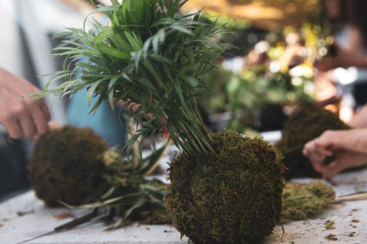 Ni saksija ni bonsaj: ovo je kokedama, drevna japanska tehnika kugli od mahovine koja je ponovo u modi u domovima