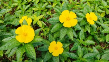 Uzgajanje damijane je lako: aromatična biljka za prirodne čajeve koju možete imati na svojoj terasi