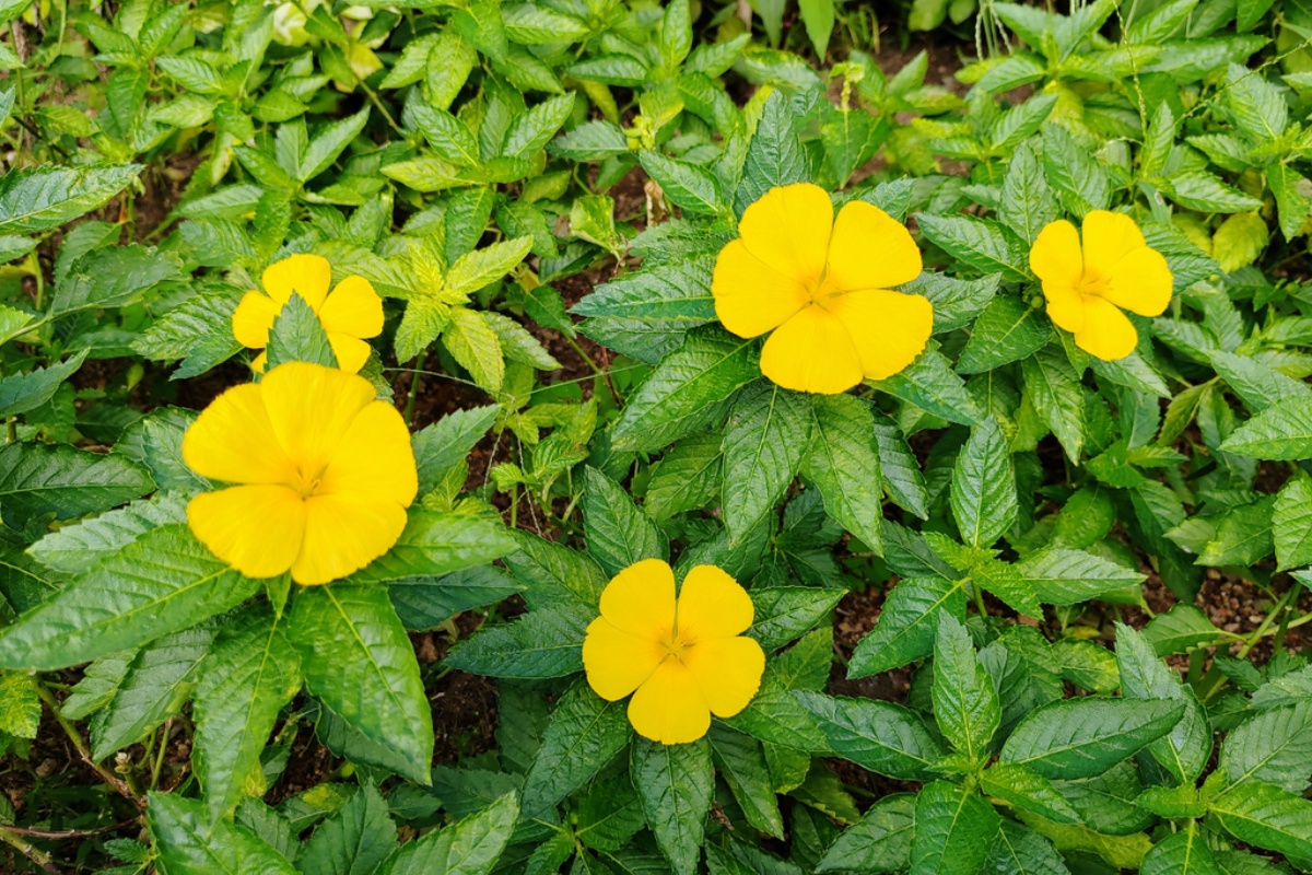 Uzgajanje damijane je lako: aromatična biljka za prirodne čajeve koju možete imati na svojoj terasi