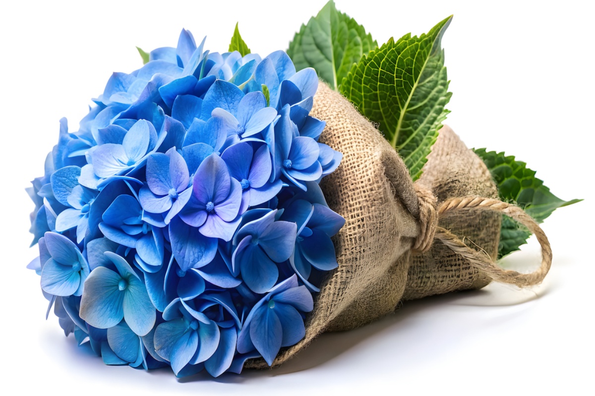 Razmnožite reznice hortenzije ovim jednostavnim trikom koristeći krompir. Lakše je nego što zamišljate!