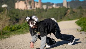 Šta je 'terian' (therian), gde se okupljaju i koje ih životinje karakterišu: najtraženiji pojmovi na Guglu