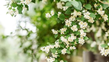 6 biljaka koje mirišu noću i koje će pretvoriti vaš dom u spektakl ovog proleća