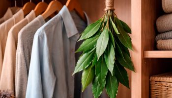 Okačite grančicu lovora u ormar: čemu služi i zašto to stručnjaci preporučuju