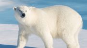 Euforija među naučnicima: Polarni medvedi se goje uprkos tome što se Arktik topi i niko to ne razume