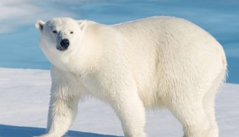 Euforija među naučnicima: Polarni medvedi se goje uprkos tome što se Arktik topi i niko to ne razume