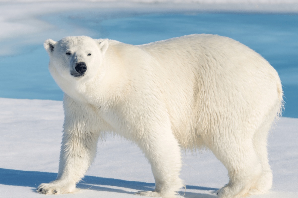 Euforija među naučnicima: Polarni medvedi se goje uprkos tome što se Arktik topi i niko to ne razume