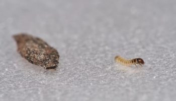 Moljci iz ormara zauvek nestaju uz samo jedan prirodni sastojak koji već imate kod kuće