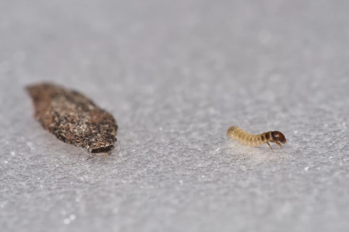 Moljci iz ormara zauvek nestaju uz samo jedan prirodni sastojak koji već imate kod kuće