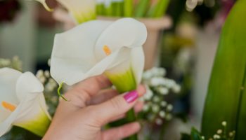 Ni u kuhinji ni u kupatilu: najbolje mesto u vašem domu za kale, prema kineskoj tradiciji