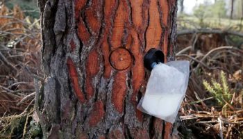 Studija potvrđuje da vađenje smole kratkoročno ne usporava rast borova