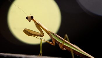 "Opasnost po biodiverzitet": otkrivene dve vrste bogomoljki sa neviđenom karakteristikom