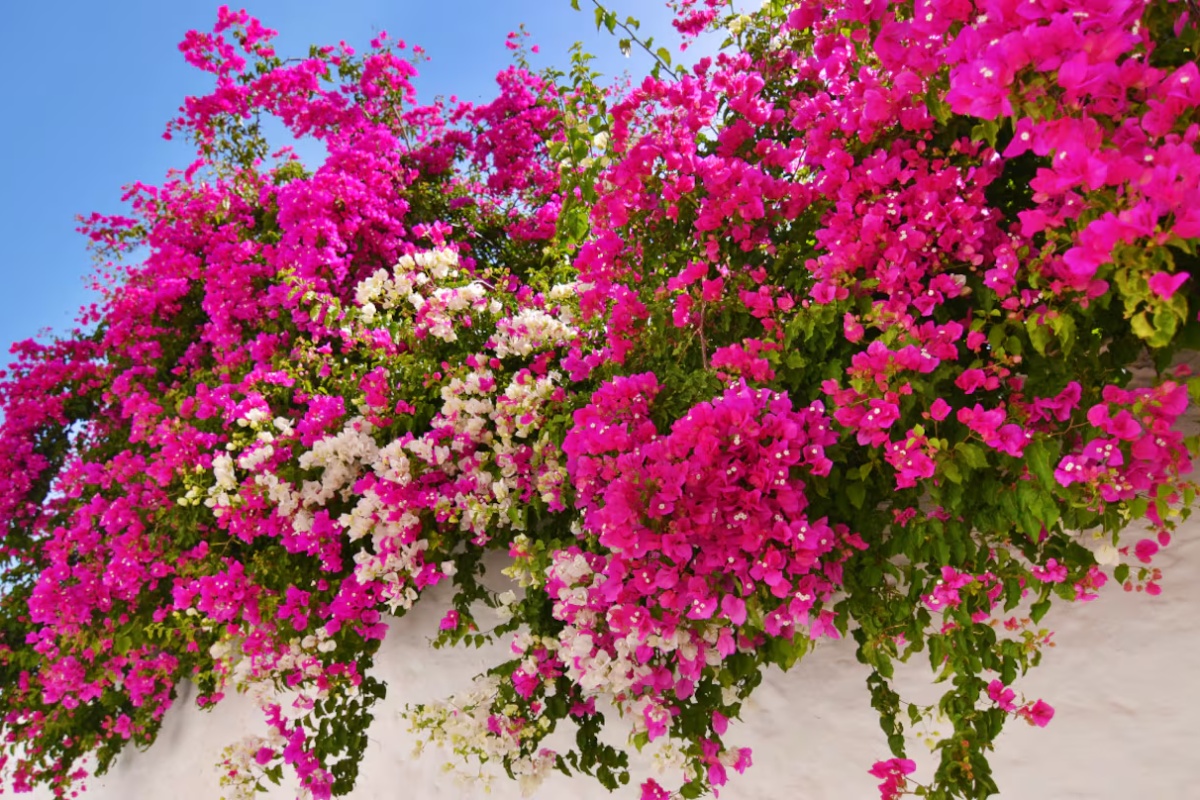 Puzavica koja raste sama i skoro da joj nije potrebno održavanje