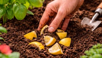 Zakopavanje kora limuna u leje: čemu služi i kako pomaže biljkama