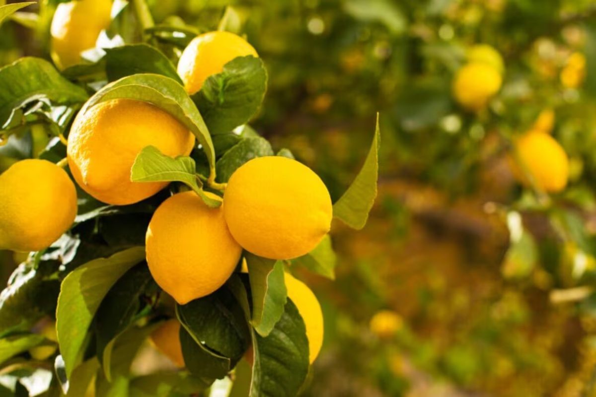 Ni sever ni jug: u kom smeru treba posaditi limun da bi uvek rađao plodove