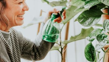 Prskanje biljaka rendanim sapunom razblaženim u vodi i ulju: čemu služi i kada ga primeniti