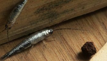 Šta su srebrne ribice i zašto je važno izbegavati njihovo prisustvo u domu?