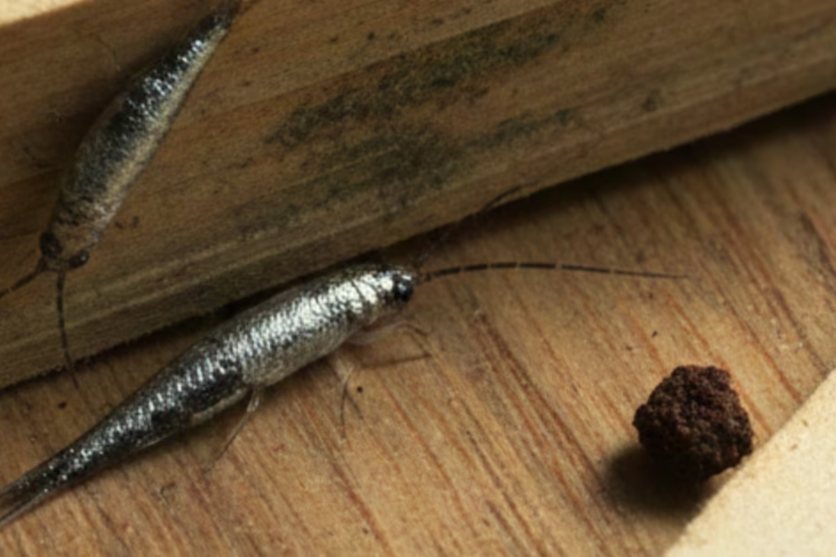 Šta su srebrne ribice i zašto je važno izbegavati njihovo prisustvo u domu?