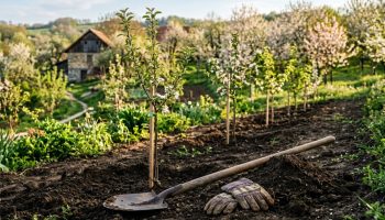 Posadite ove voćke rano u proleće – uživajte u domaćim plodovima dugi niz godina