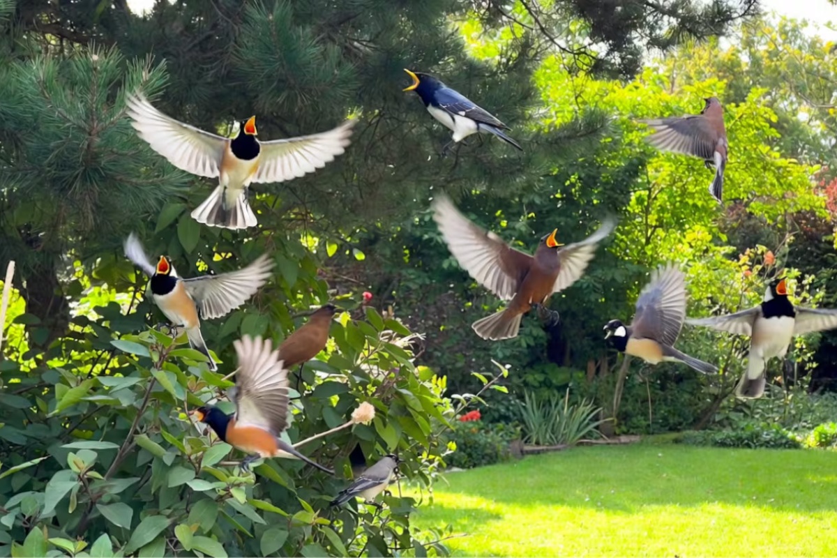 Ako čujete ptice kako pevaju u vašoj kući ili bašti tokom dana, evo šta to znači i zašto je dobro