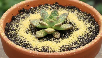 Prosipanje kukuruznog brašna u saksije: čemu služi i zašto stručnjaci to preporučuju