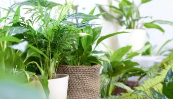 Dižon: Hiljade biljaka na prodaju već od 1 evra tokom ovog izuzetnog događaja