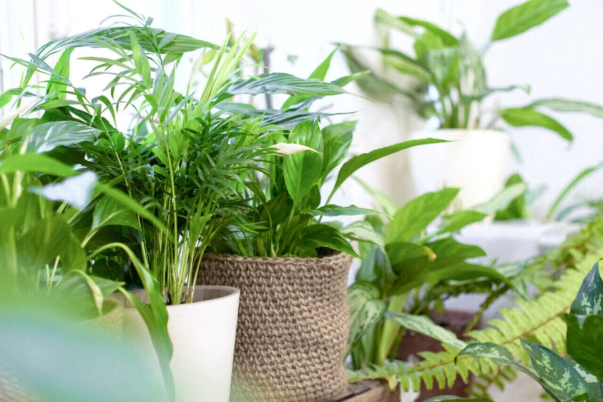 Dižon: Hiljade biljaka na prodaju već od 1 evra tokom ovog izuzetnog događaja