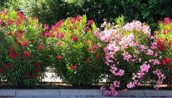 Lijander: Kada i kako orezati ovu otrovnu biljku?