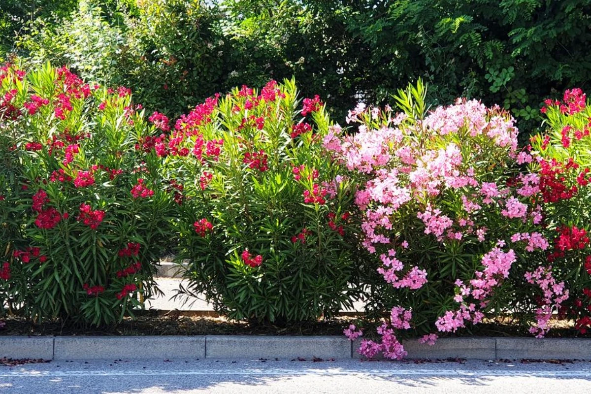 Lijander: Kada i kako orezati ovu otrovnu biljku?