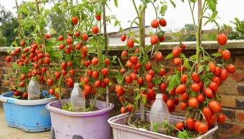 Cercetătorii au inventat un sistem de cultivare a roșiilor care permite utilizarea unei cantități de apă și îngrășăminte de două ori mai mici.