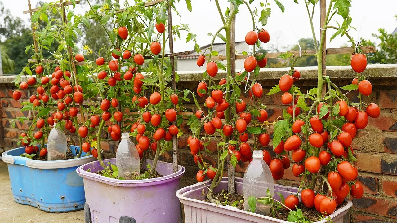 Cercetătorii au inventat un sistem de cultivare a roșiilor care permite utilizarea unei cantități de apă și îngrășăminte de două ori mai mici.