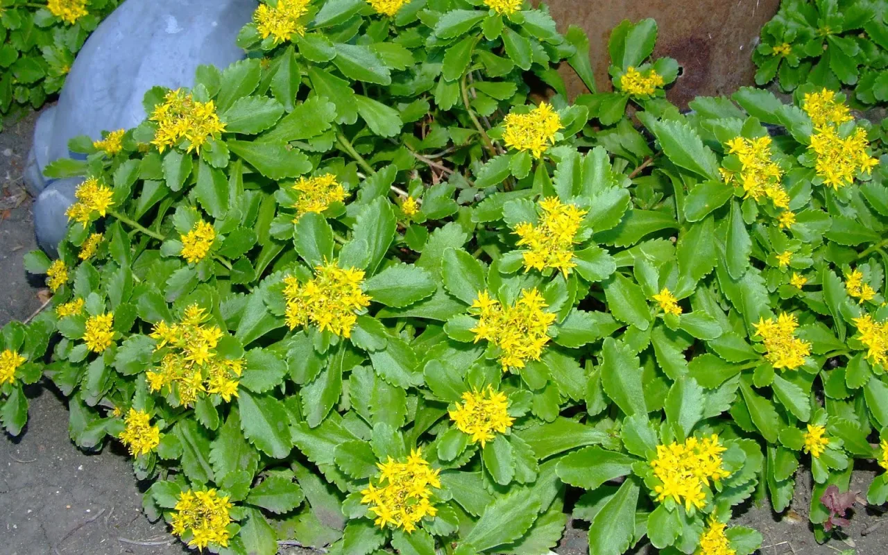 Zaboravljena biljka vraća se u vrtove: raste u pijesku i cvjeta tjednima.