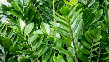 Planta „nemuritoare” care a devenit la modă în birouri: de ce toată lumea vrea să o vadă pe birourile lor.