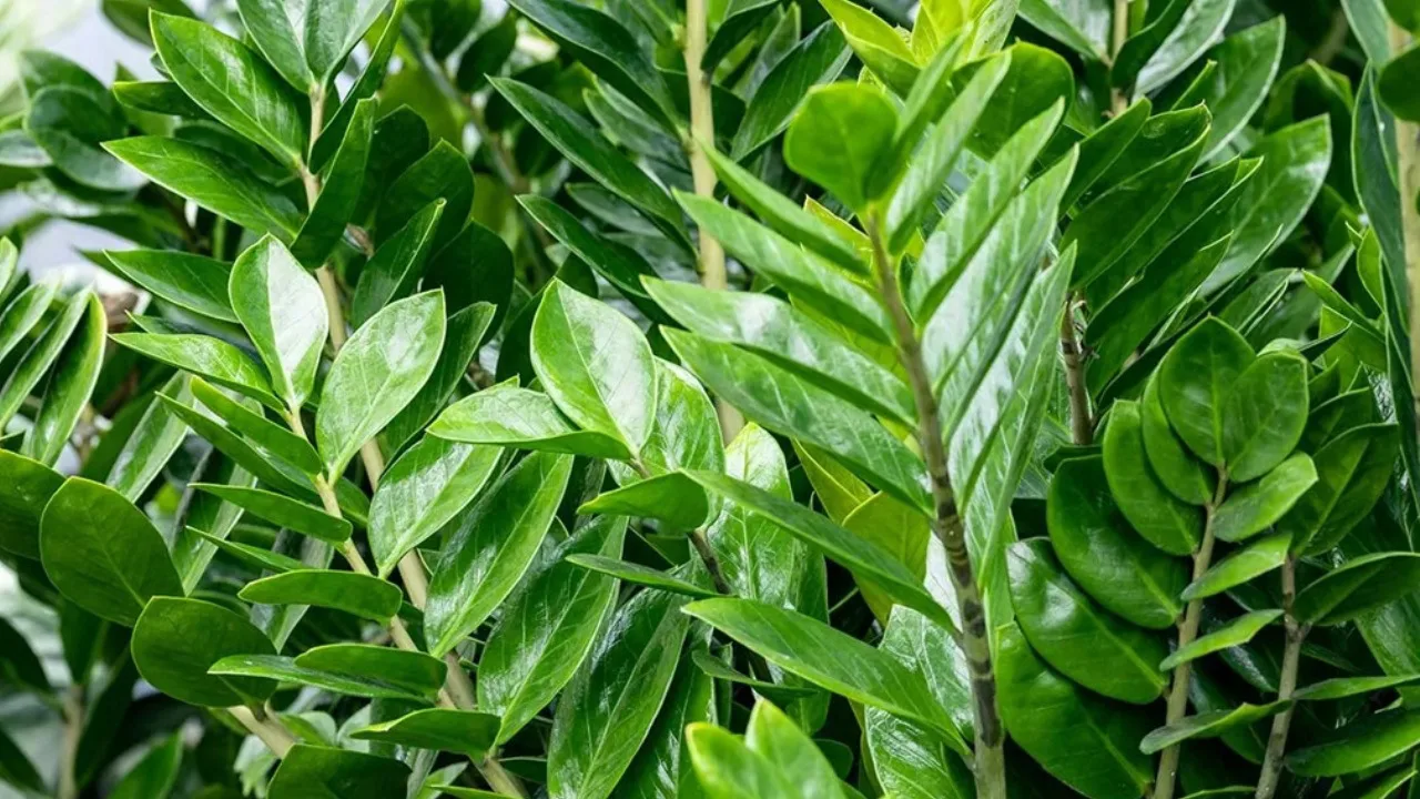 Planta „nemuritoare” care a devenit la modă în birouri: de ce toată lumea vrea să o vadă pe birourile lor.