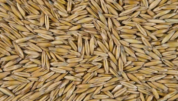 Miksi kaura on tärkeä apulainen kolesterolitason hallinnassa, ruoansulatuksessa ja kylläisyyden tunteessa