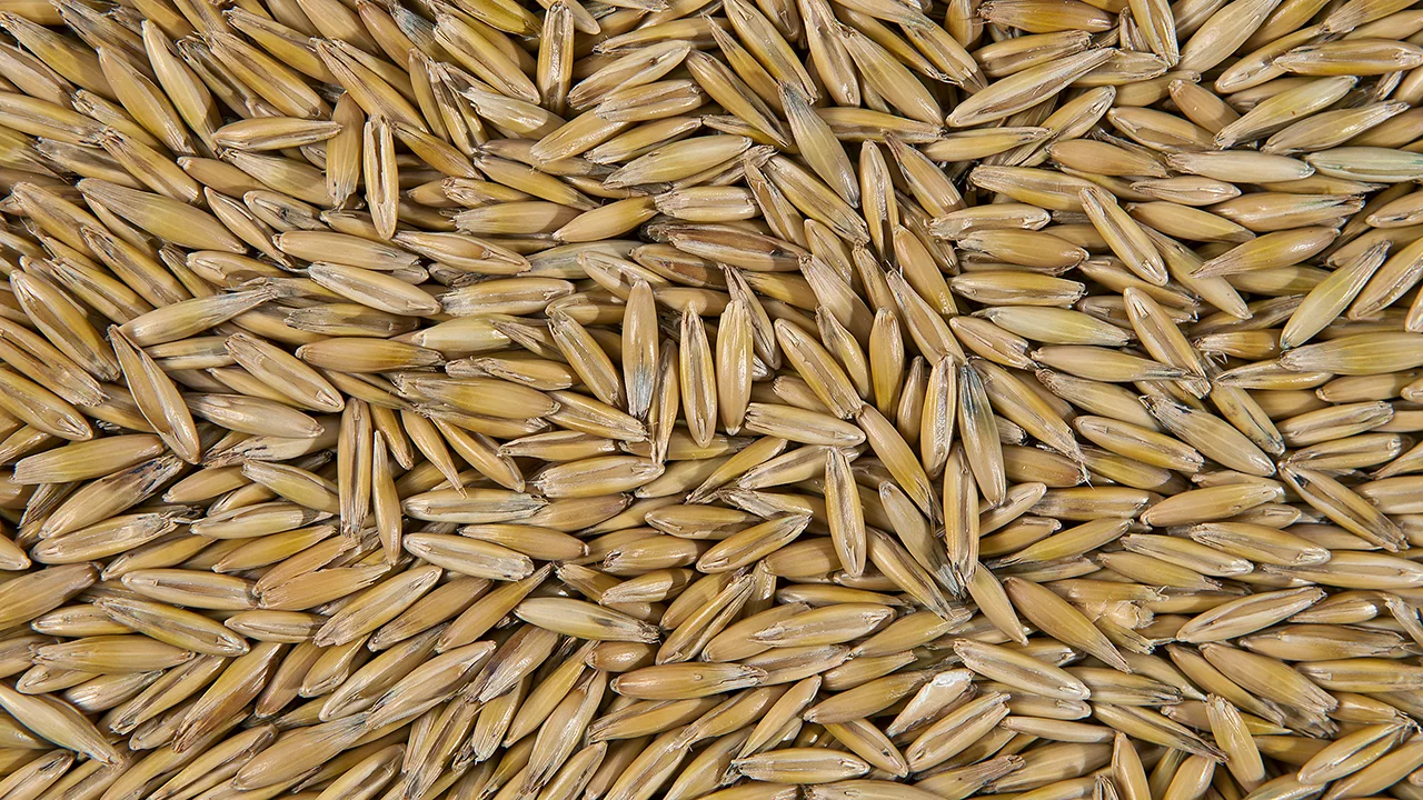 Miksi kaura on tärkeä apulainen kolesterolitason hallinnassa, ruoansulatuksessa ja kylläisyyden tunteessa