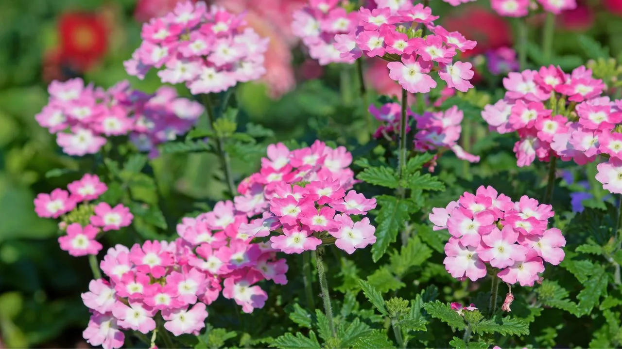 Ukrasit će vaš vrt do jeseni. Nemojte propustiti razdoblje sjetve.