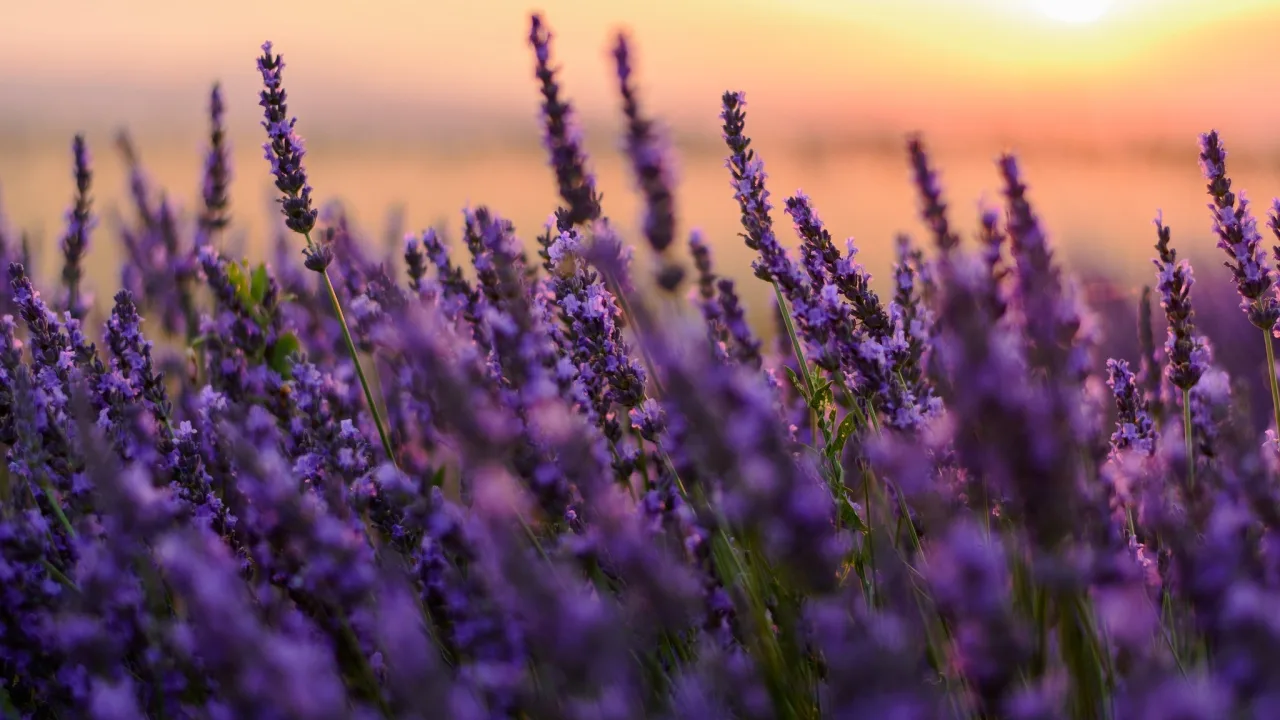 Mirisni vrt: zašto je veljača idealno vrijeme za sadnju mirisnog bilja koje se brzo ukorijenjuje.