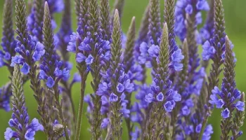 Va decora grădina dvs. până în toamnă. Nu ratați perioada de însămânțare.