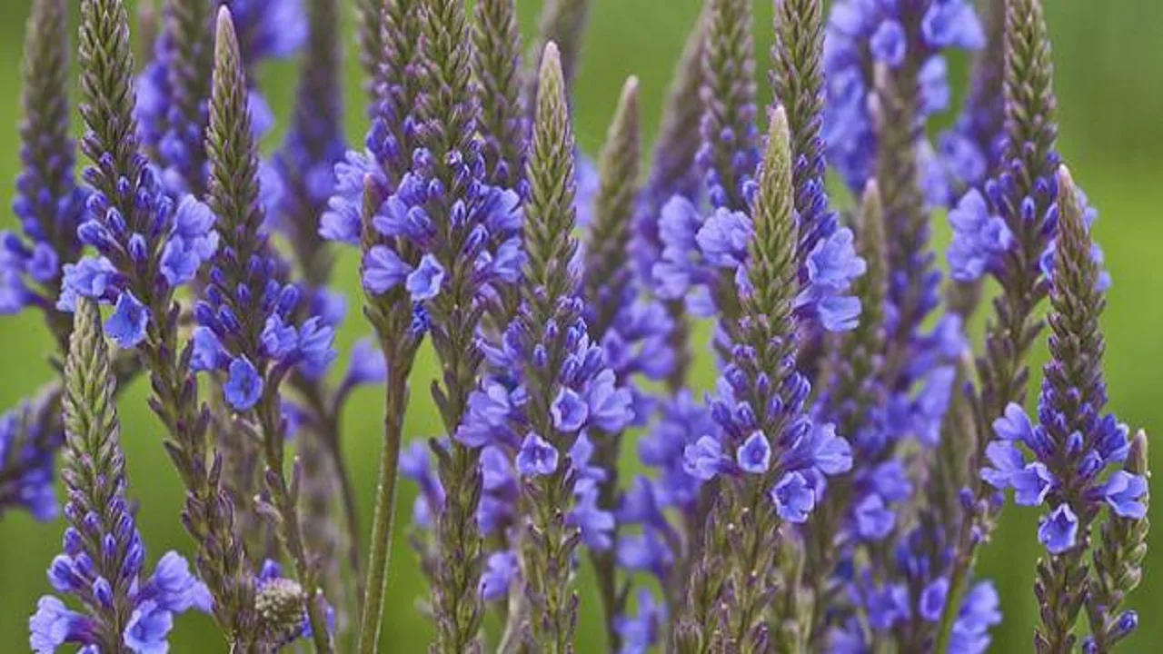 Va decora grădina dvs. până în toamnă. Nu ratați perioada de însămânțare.