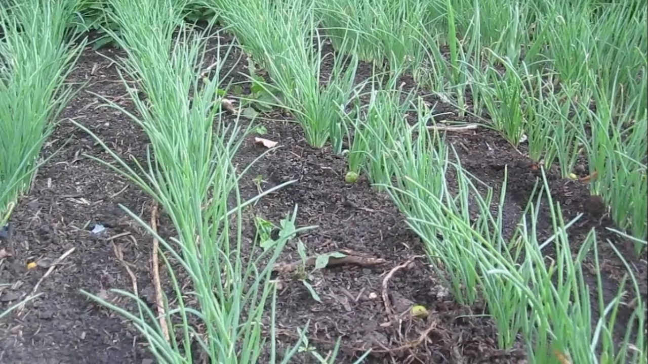 Stiglo je idealno vrijeme: 7 aromatičnih biljaka koje vrijedi posaditi sada, kako biste imali berbu dugi niz godina.