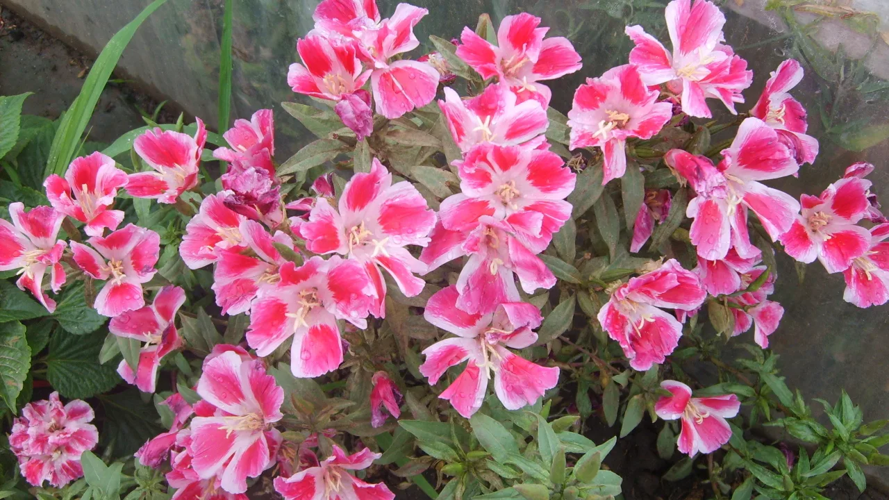 Unosi cijelu paletu boja u vrt. Obilno cvate čak i na umjerenim uvjetima tla.