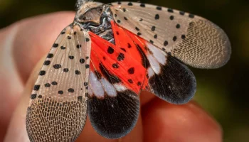 Acest dăunător invaziv amenință principalele culturi agricole din cel puțin 14 state și provoacă îngrijorare în sectorul agricol din SUA.